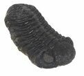 Morocops Trilobite Fossil - Cyber Monday Special! #55852-3